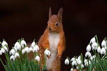 Red squirrel {Sciurus vulgaris} portrait with snowdrops, UK.