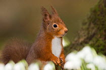 Red squirrel {Sciurus vulgaris} portrait amongst snowdrops, winter, Scotland, UK.