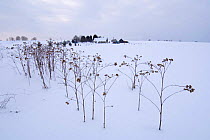 Lesser burdocks {Arctium minus} in Estonian winter landscape.