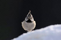 Crested tit {Lophophanes cristatus} on snowy bank, Estonia.
