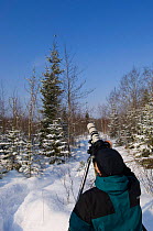 Photographer Jaanus Jarva photographing a Pygmy owl perching on a Norway spruce, Norway.