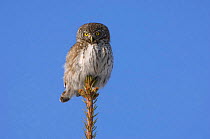 Pygmy owl {Glaucidium passserinum} portrait perching on the top of a Norway spruce, Estonia.