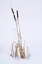 Common reedmace (Typha latifolia) in winter snowy landscape, Estonia