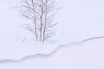 Silver birch {Betula verrucosa} in winter snow cornice, Estonia.