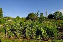 Broad Beans {Vicia faba} growing in allotment, Bristol, UK.