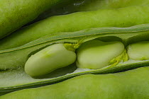 Broad Bean {Vicia faba} pod split open with beans visible, UK.