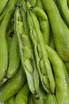 Broad Bean {Vicia faba} pods split open with beans visible, UK.
