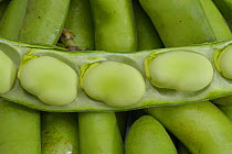 Broad Bean {Vicia faba} pod split open with beans visible, UK.