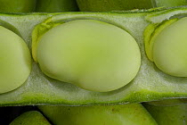 Close-up of a single Broad Bean {Vicia faba} in a pod, UK.