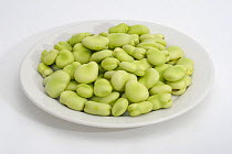 Plate of Broad Beans {Vicia faba} UK.