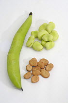 Broad Bean pod {Vicia faba} with pile of fresh beans for eating, and dried beans for planting.