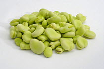 Pile of Broad Beans {Vicia faba}