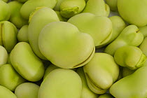 Close-up of Broad Bean {Vicia faba}