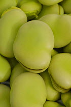 Close-up of Broad Bean {Vicia faba}