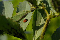 Seven spot Ladybird {Coccinella septempunctata} on Broad Bean plant with Blackfly / Black Bean Aphid {Aphis fabae} UK.