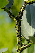 Blackfly / Black Bean Aphid {Aphis fabae} on stem of Broad Bean plant, UK.