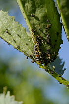Seven spot Ladybird {Coccinella septempunctata}larva on Broad Bean plant with Blackfly / Black Bean Aphid {Aphis fabae} UK.