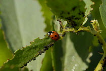Seven spot Ladybird {Coccinella septempunctata} on Broad Bean plant with Blackfly / Black Bean Aphid {Aphis fabae} UK.