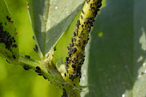 Blackfly / Black Bean Aphid {Aphis fabae} on Broad Bean plant, UK.