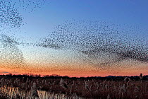 Starling Flock flying to roost at sunset {Sturnus vulgaris} Westhay Nature Reserve, Somerset Levels, UK.