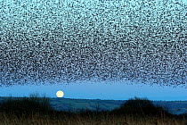 Starling Roosting Flock {Sturnus vulgaris} in flight at dusk with full moon on horizon, Westhay Nature Reserve, Somerset Levels, UK.