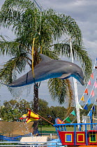 Pacific bottlenose dolphin {Tursiops truncatus} leaping through hoop, Marine mammal rescue center and show place, Coffs Harbour, New South Wales, Australia. Captive