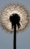 Silhouette of Dandelion {Taraxacum officinale} Seedhead or 'clock' against sun, Somerset, UK.