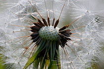 Close up of Dandelion {Taraxacum officinale} seedhead or 'clock', Somerset, UK.