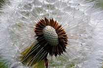 Close up of Dandelion {Taraxacum officinale} Seedhead or 'clock', Somerset, UK.