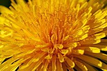 Close up of Dandelion flower {Taraxacum officinale} Somerset, UK.