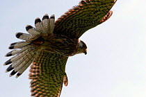 Sub-adult Kestrel {Falco tinnunculus} hovering in flight, captive, Somerset, UK.
