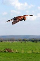 Sub-adult Kestrel {Falco tinnunculus} hovering in flight over farmland, captive, Somerset, UK.