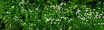 Hedgerow vegetation dominated by Greater Stitchwort {Stellaria holostea} Somerset, UK.