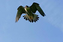 Male Peregrine Falcon {Falco peregrinus} in flight, captive, Somerset, UK.