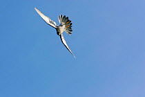 Male Peregrine Falcon {Falco peregrinus} swerving in flight, start of swoop, captive, Somerset, UK.