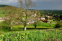 View of village near Wells, with flowers in foreground dominated by Dandelion {Taraxacum officinale} and Purple dead-nettle {Lamium purpureum} Somerset, UK.