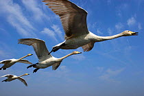 Whooper Swans {Cygnus cygnus} in flight against blue sky, captive, Somerset, UK.