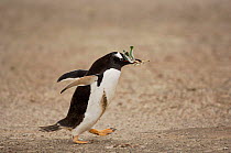 Gentoo Penguin {Pygoscelis papua} walking with leaves in beak, for nesting material, Falkland Islands.