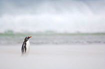 Gentoo Penguin {Pygoscelis papua} on sandy beach, with ocean in background, Falkland Islands.