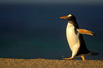 Gentoo Penguin {Pygoscelis papua} walking profile, Falkland Islands.