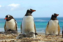 Gentoo Penguins {Pygoscelis papua} with 2-week chicks, Falkland Islands.  Gentoos can raise two chicks.
