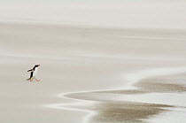 Gentoo Penguin {Pygoscelis papua} walking across sandy beach towards ocean, Falkland Islands.