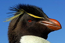 Rockhopper penguin {Eudyptes chrysocome} head portrait, Falkland Islands.