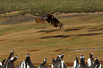 Striated / Forster's Caracara {Phalcoboenus australis} flying over a breeding colony of Gentoo Penguins {Pygoscelis papua} Falklands islands.