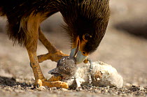 Forster's / Striated Caracara {Phalcoboenus australis} feeding on Gentoo Penguin chick {Pygoscelis papua} carcass, Falklands islands.