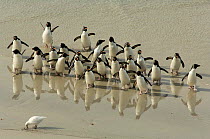 Group of Rockhopper penguins {Eudyptes chrysocome} on beach, Falklands islands.