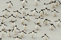 Group of Rockhopper penguins {Eudyptes chrysocome} walking on beach, wings spread, Falkland Islands.