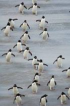 Rockhopper penguins {Eudyptes chrysocome} walking across sand beach, wings spread, Falkland Islands.