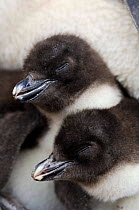 Two Rockhopper penguin chicks {Eudyptes chrysocome} Falkland Islands.