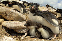 Rockhopper penguin {Eudyptes chrysocome} with two chicks, in breeding colony, Falkland Islands.